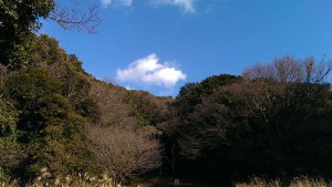 自然観察ゾーン
