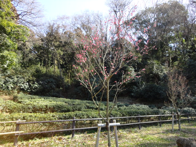 ウメ(紅梅)